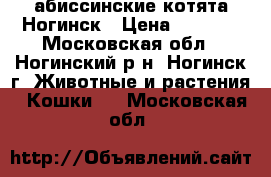 абиссинские котята Ногинск › Цена ­ 7 000 - Московская обл., Ногинский р-н, Ногинск г. Животные и растения » Кошки   . Московская обл.